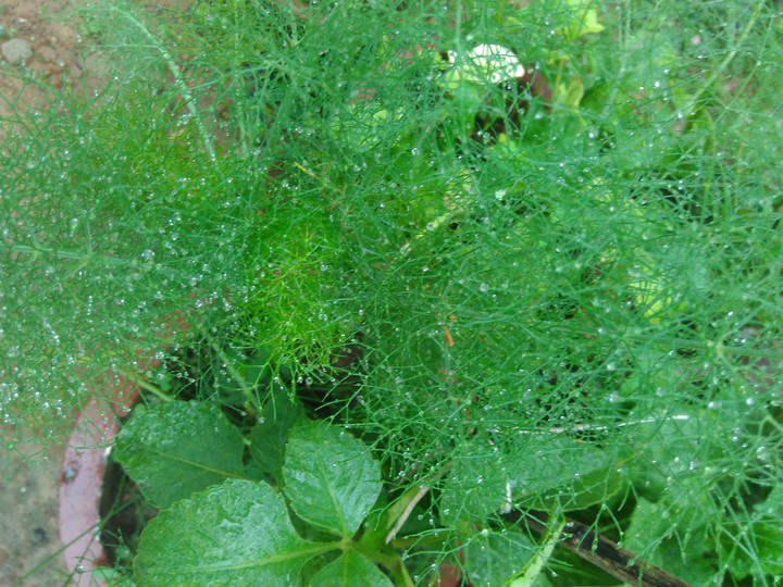 waterdrops