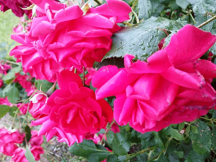 Such Beautiful Color
