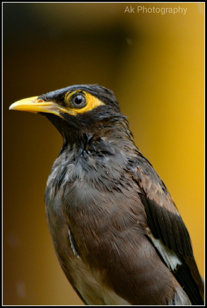bird