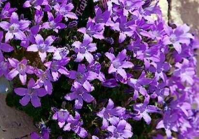 violet flowers