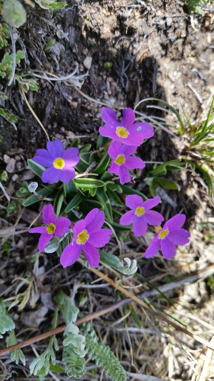 Bloom