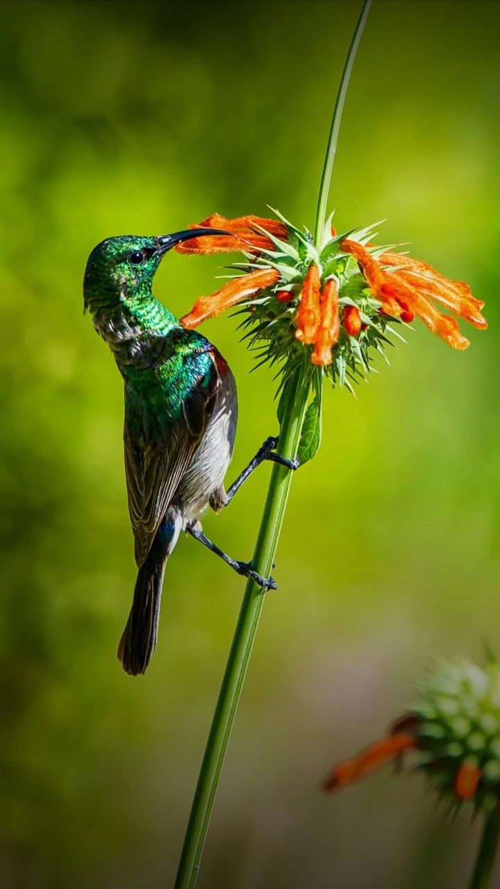 bird
