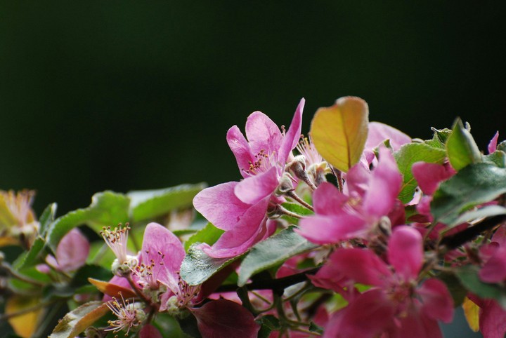 flowers