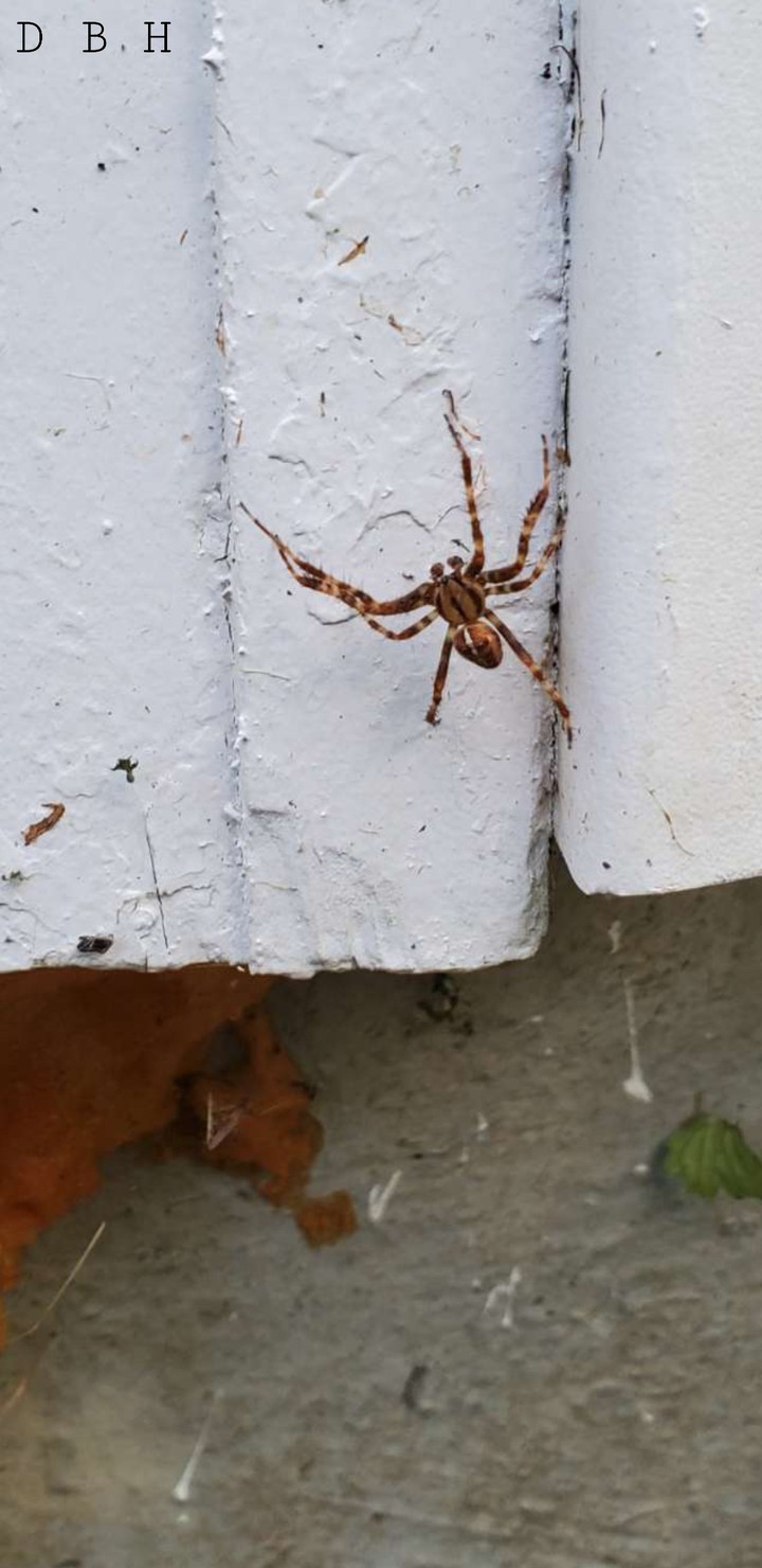 spider friend