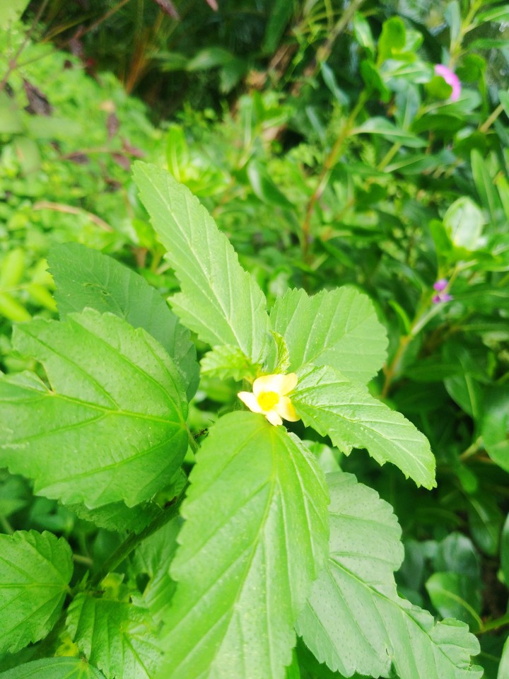 nature