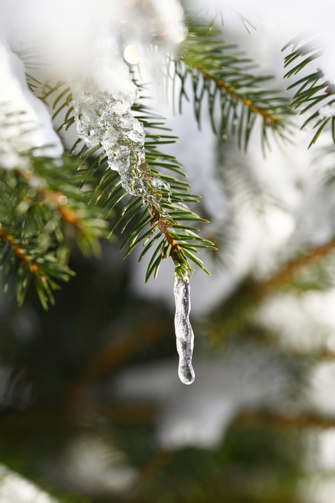 sfondi Close-up, winter