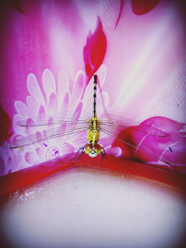 dragonfly