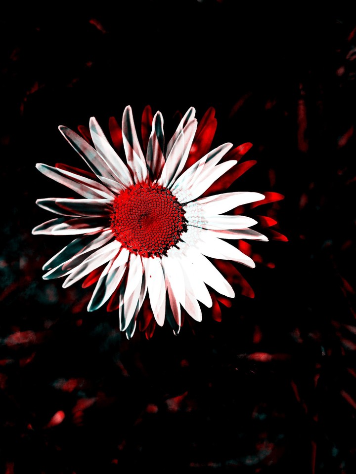 wild flower red ray
