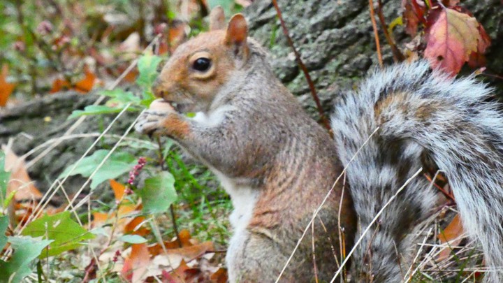 the little squirel