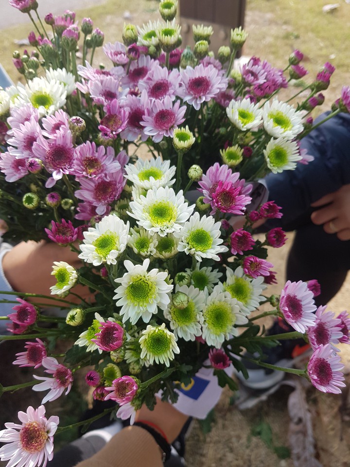 국화꽃