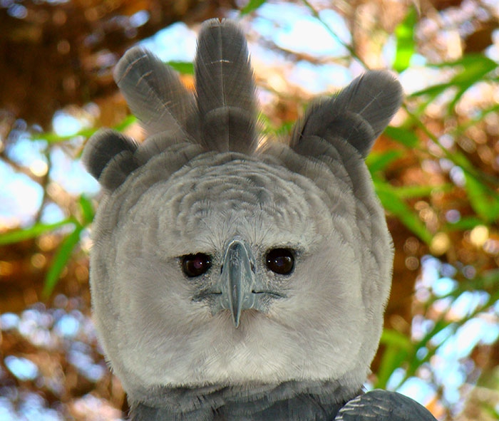 Harpy eagle Águila Arpia