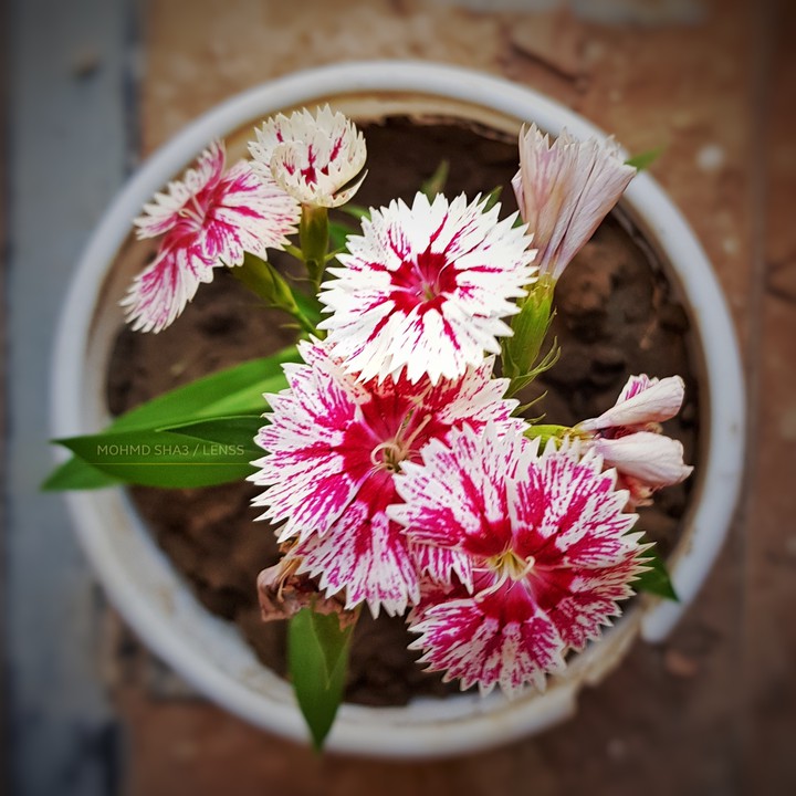 morning flowers