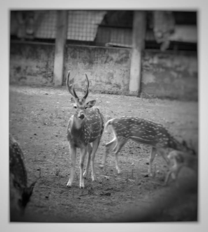 The Chital Deer