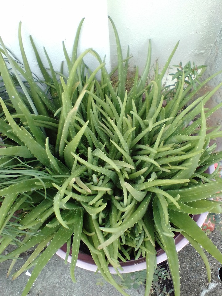 Aloe vera