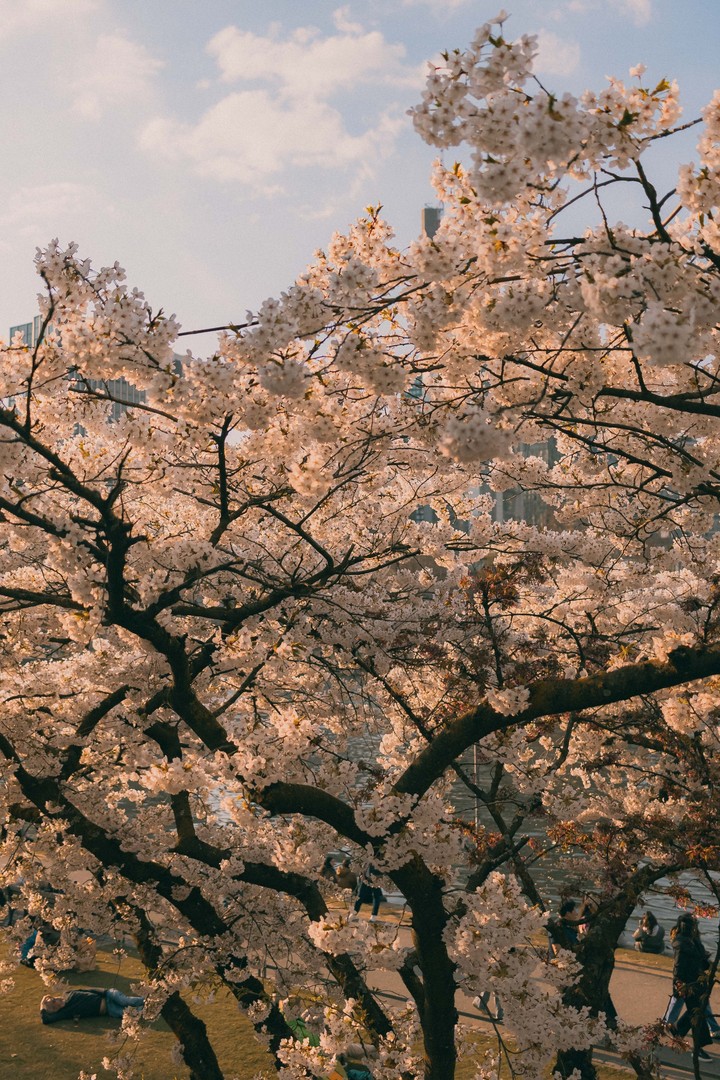 tapety spring, pink
