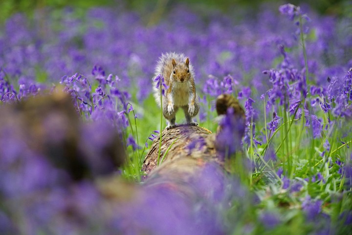 squirrel