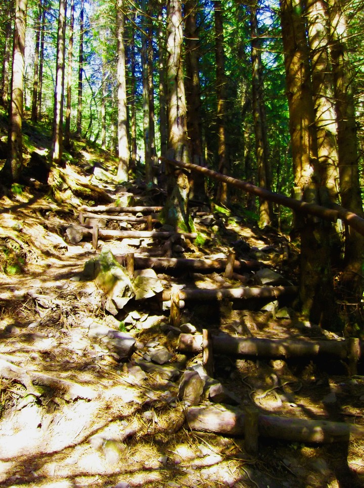 forest