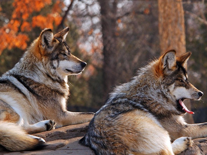 red wolves