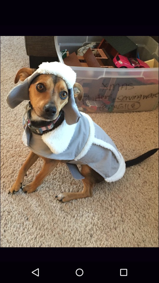 Doggy's first winter!