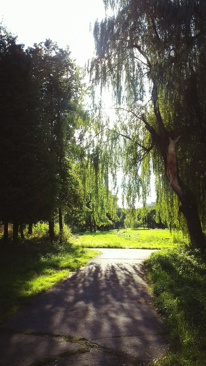 #trees