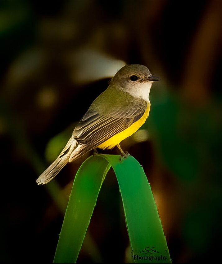 wildlife photography
