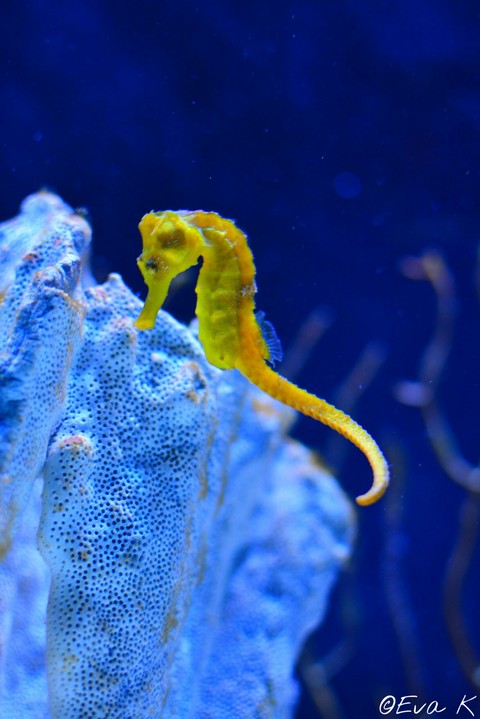 Seahorse