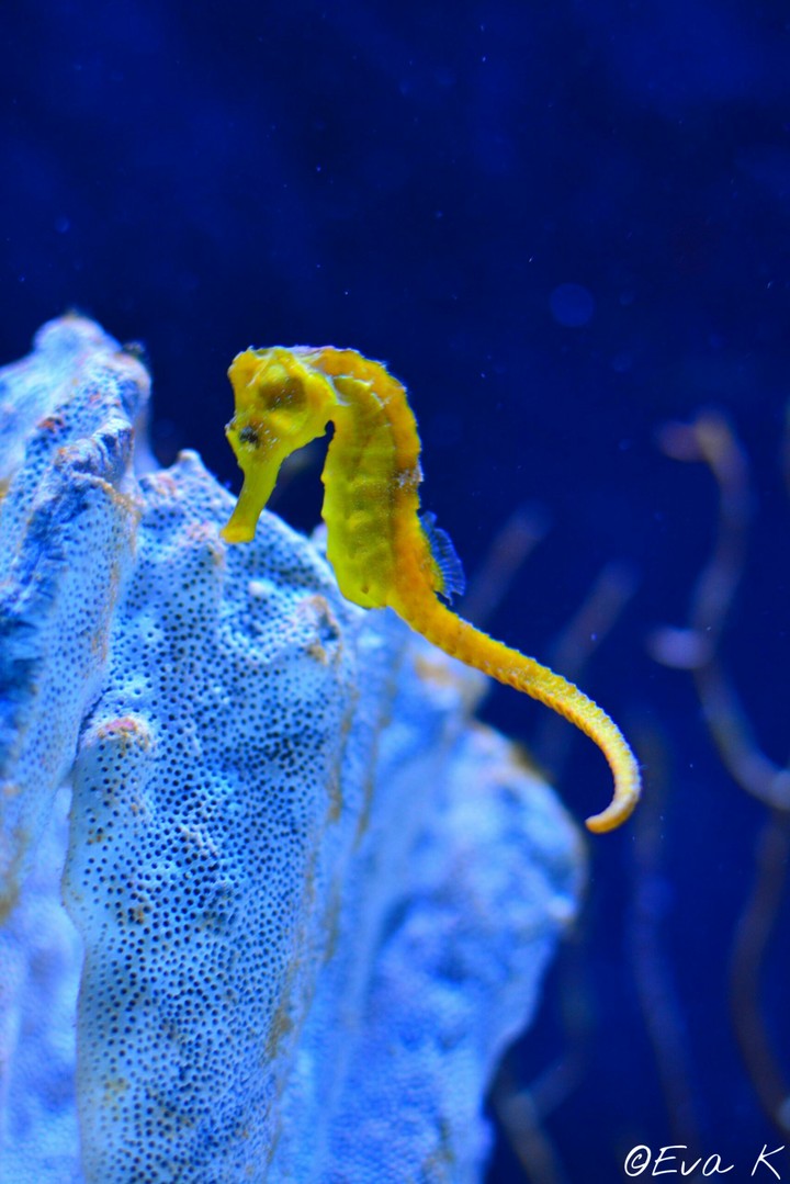 Seahorse