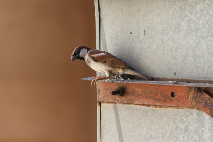 A Lonely Bird