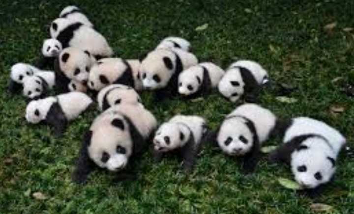 Baby panda