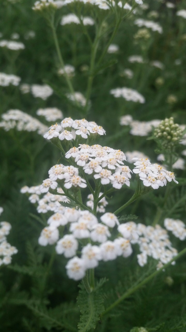 White Flowers