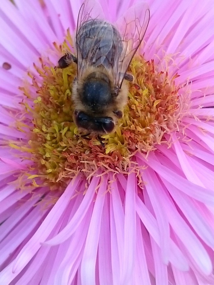 Biene auf Herbstaster