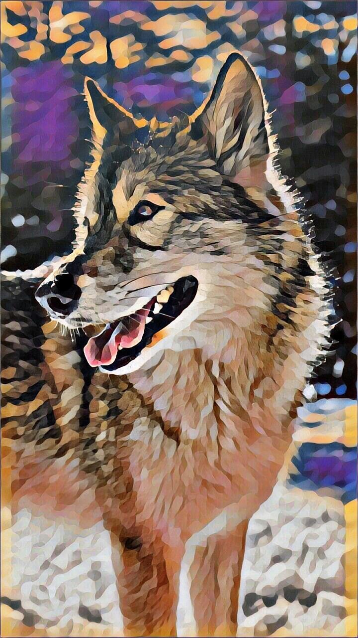 The WOLF