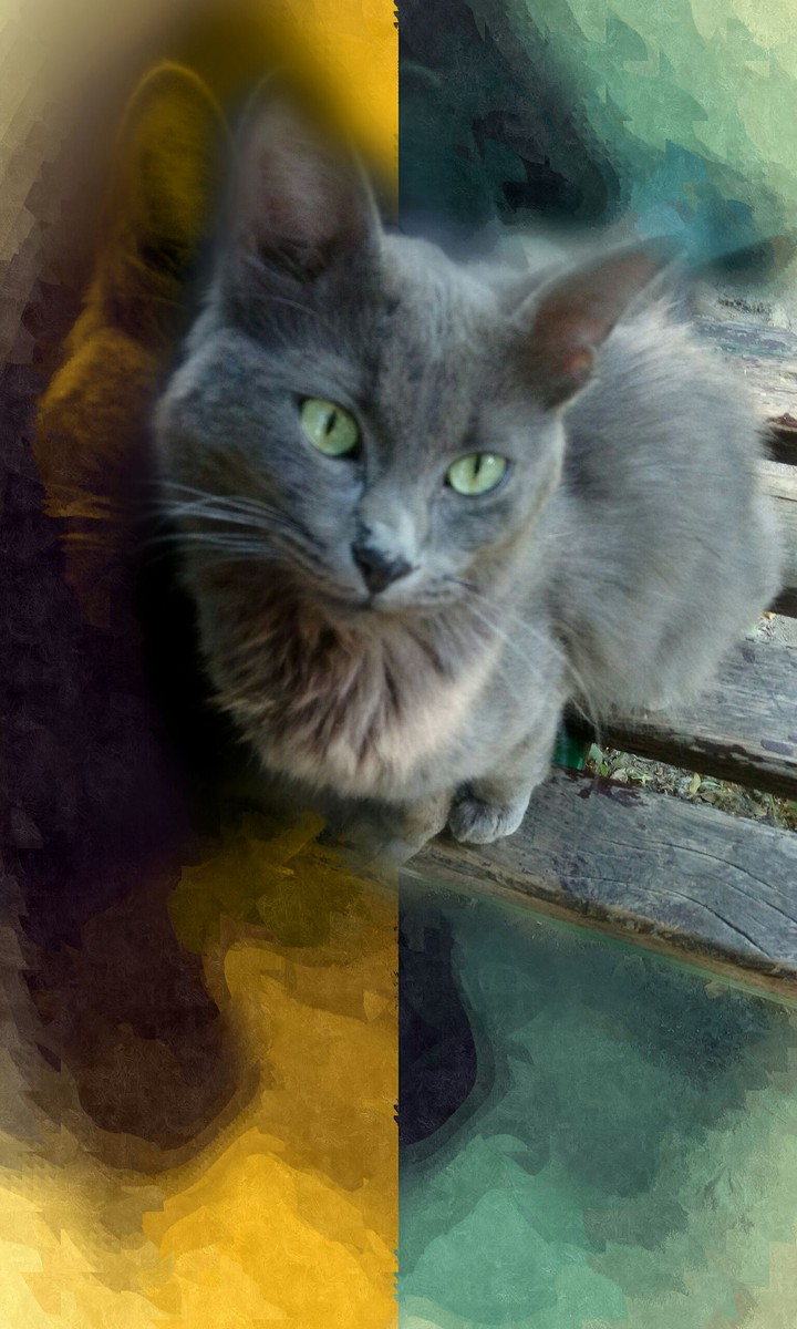 Cat on the bench