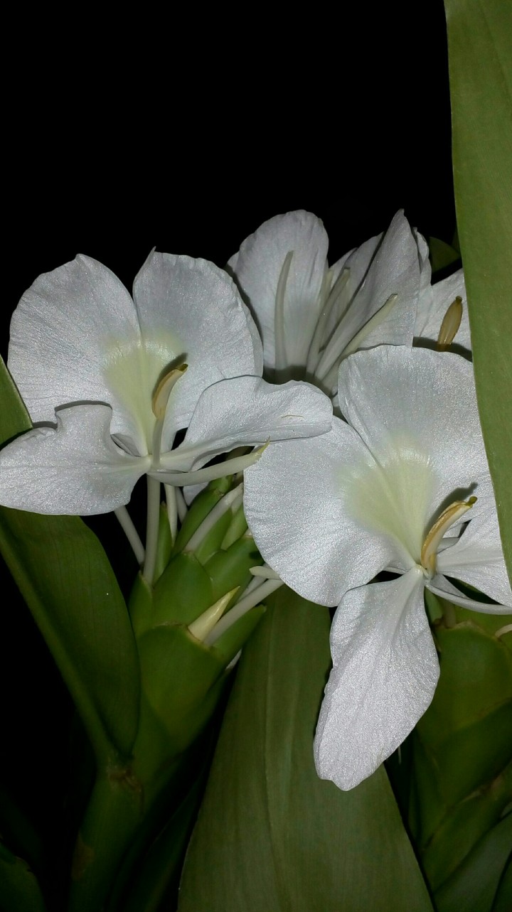 White Lillie's