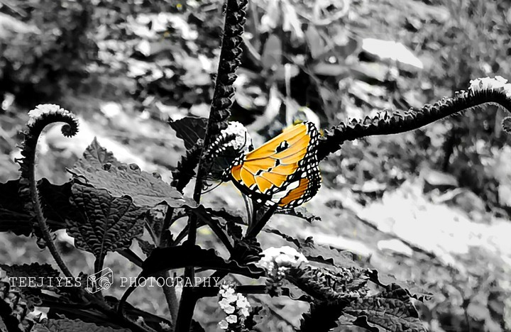 butterfly