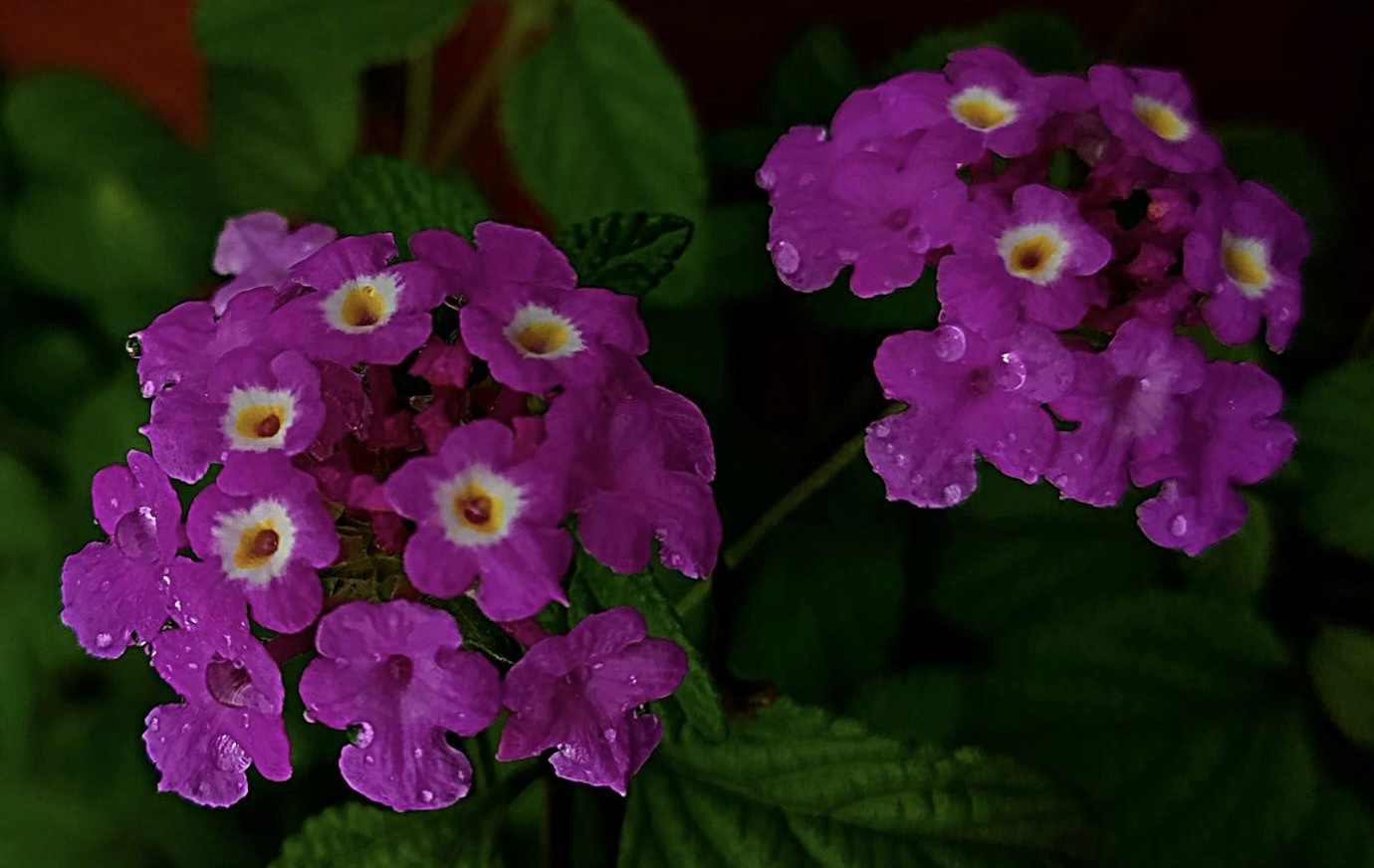 petal, magenta Hintergrundbilder