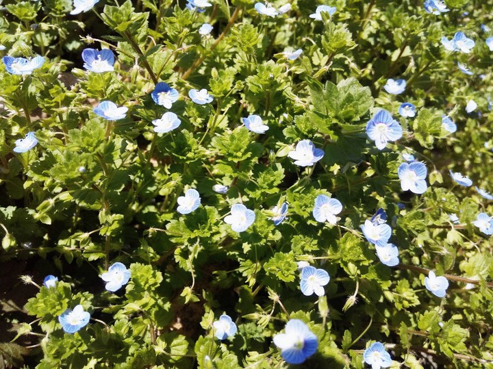 Veronica persica