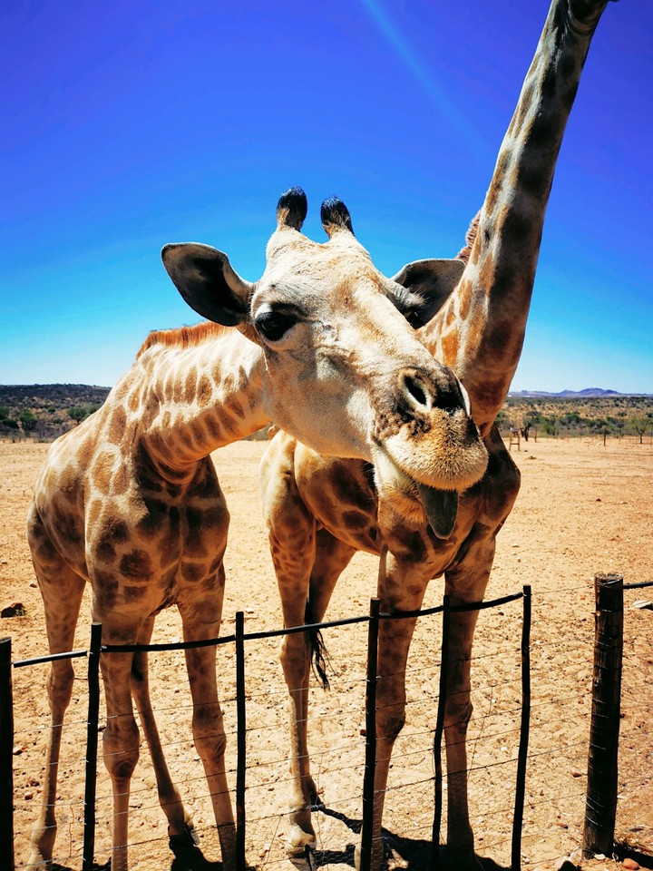 Namibian beauties