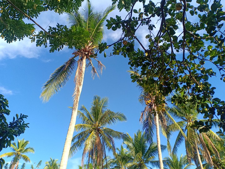 nature