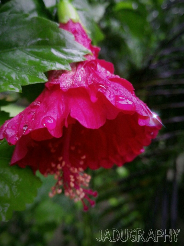 Red Flower