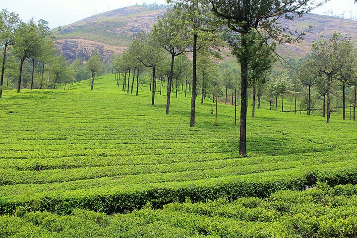 tea garden