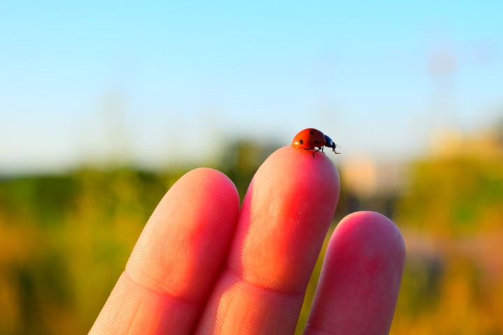Little Ladybug.