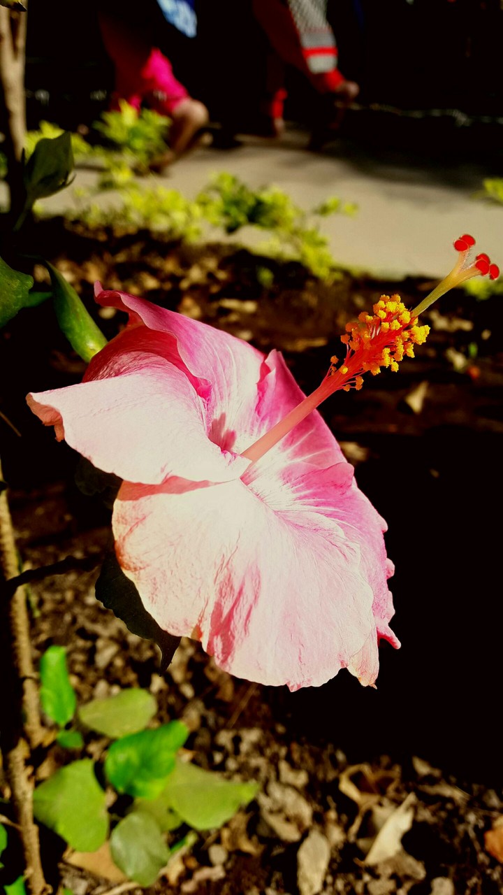 plant