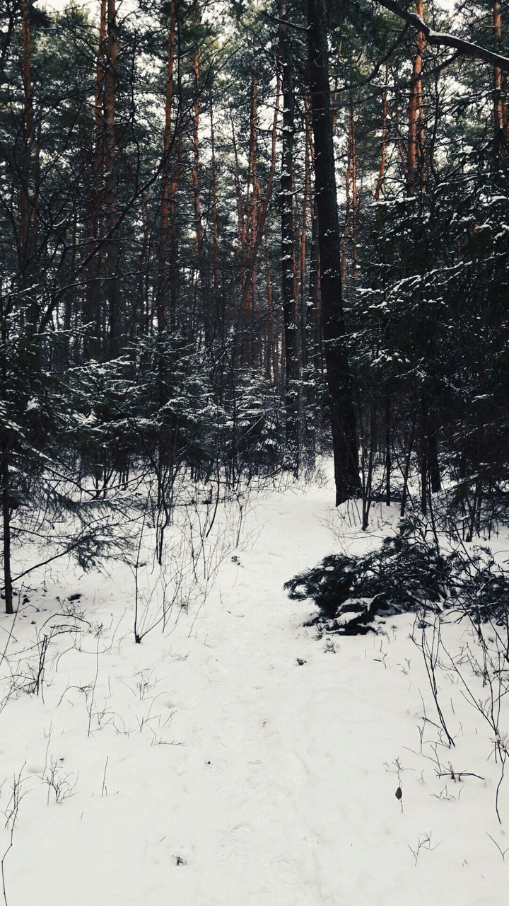 Forest