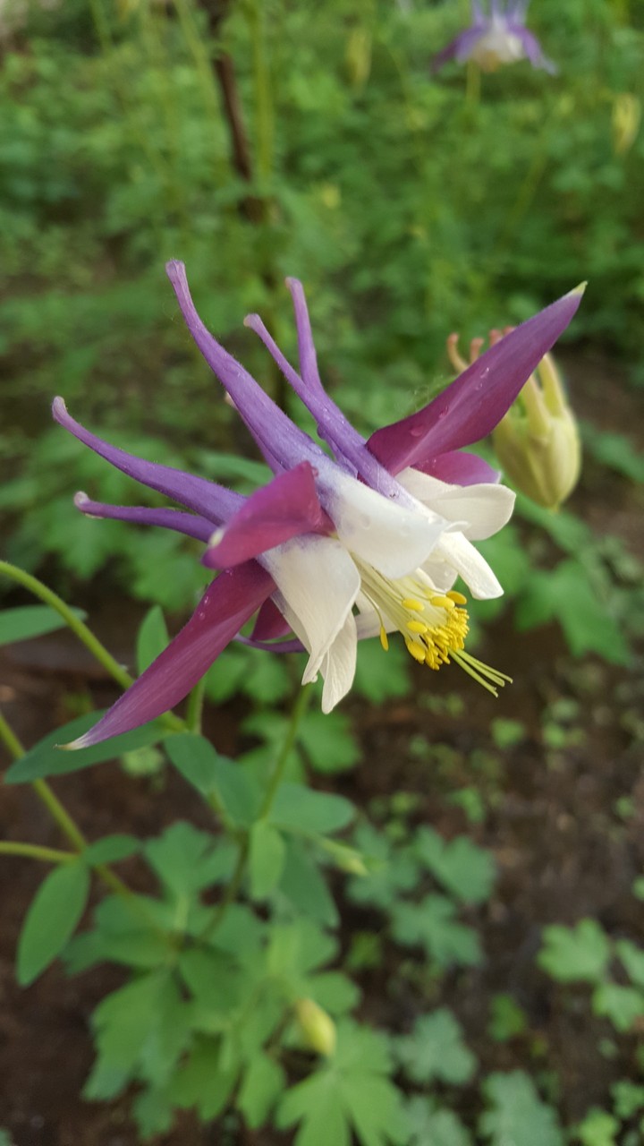 Garden Flower