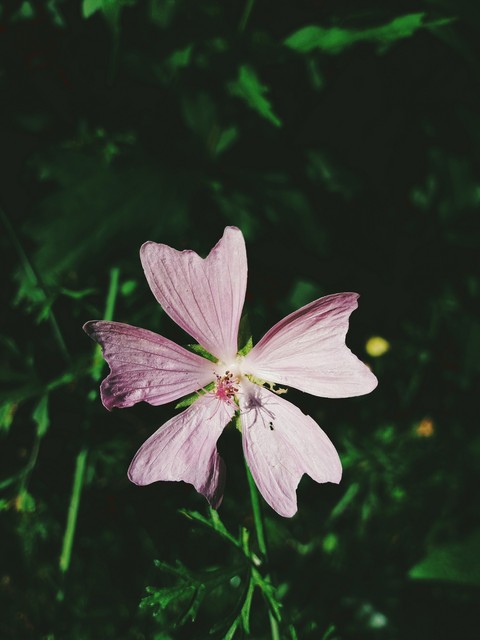 belle petite fleur