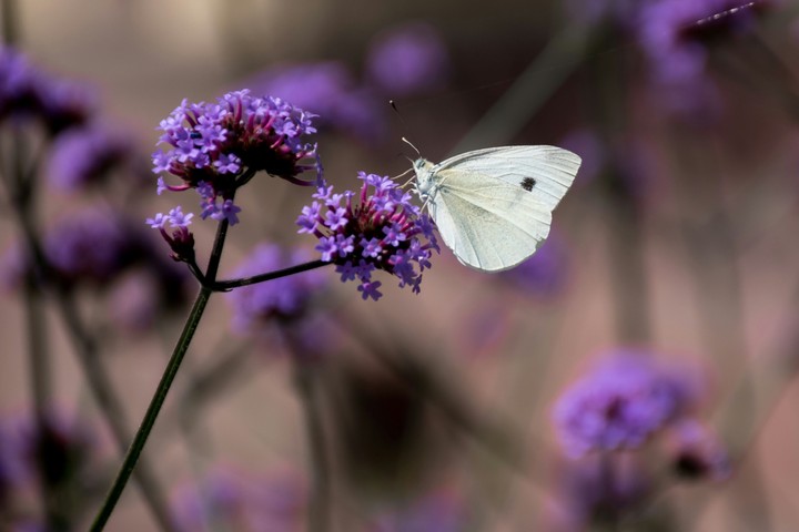 White Butterfly