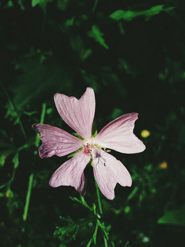 belle petite fleur