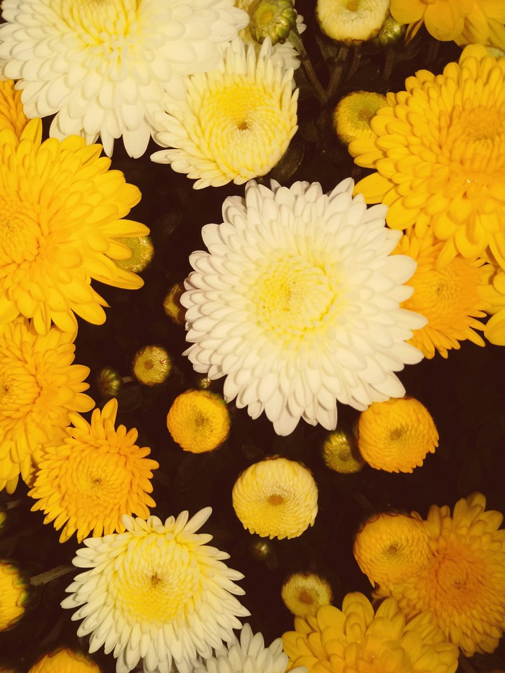 orange and white mums