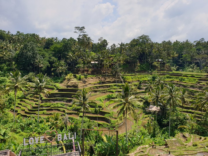 Rice plantation Bali